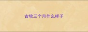古牧三个月什么样子