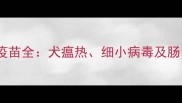 狗狗肠胃问题疫苗全犬瘟热细小病毒及肠胃炎预防指南