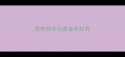 拉布拉多还是金毛好养