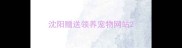 沈阳赠送领养宠物网站