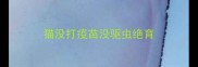 猫没打疫苗没驱虫绝育