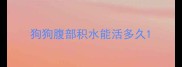 狗狗腹部积水能活多久