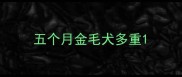 五个月金毛犬多重