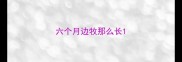 六个月边牧那么长