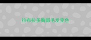 拉布拉多胸部毛发变色