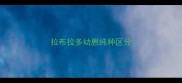 拉布拉多幼崽纯种区分