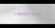 小狗前腿关节发红