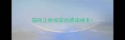 猫咪注射疫苗后感染掉毛