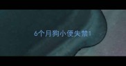 6个月狗小便失禁
