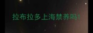 拉布拉多上海禁养吗