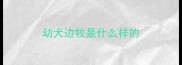 幼犬边牧是什么样的