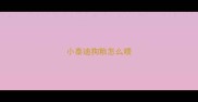 小泰迪狗粮怎么喂