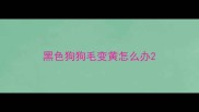 黑色狗狗毛变黄怎么办
