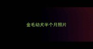 金毛幼犬半个月照片