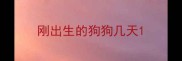 刚出生的狗狗几天
