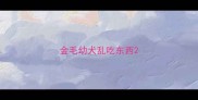金毛幼犬乱吃东西