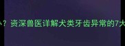 哈士奇牙齿磨平怎么办资深兽医详解犬类牙齿异常的7大原因与专业护理指南