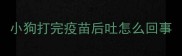 小狗打完疫苗后吐怎么回事