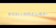 断奶的小狗狗怎么喂养