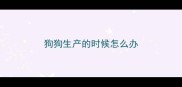 狗狗生产的时候怎么办