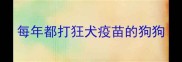 每年都打狂犬疫苗的狗狗