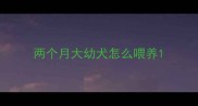 两个月大幼犬怎么喂养