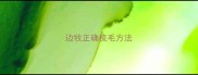 边牧正确梳毛方法