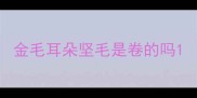 金毛耳朵坚毛是卷的吗