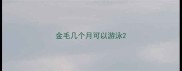 金毛几个月可以游泳