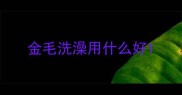 金毛洗澡用什么好