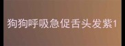 狗狗呼吸急促舌头发紫