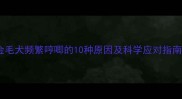 金毛犬频繁哼唧的10种原因及科学应对指南