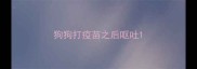 狗狗打疫苗之后呕吐