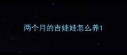 两个月的吉娃娃怎么养
