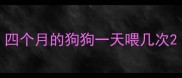 四个月的狗狗一天喂几次