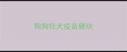 狗狗狂犬疫苗硬块