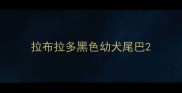 拉布拉多黑色幼犬尾巴
