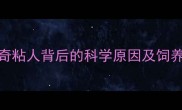 哈士奇粘人背后的科学原因及饲养指南