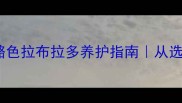 全网最全奶酪色拉布拉多养护指南从选犬到喂养全攻略
