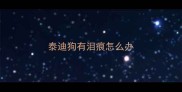泰迪狗有泪痕怎么办