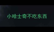 小哈士奇不吃东西