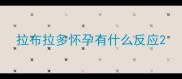 拉布拉多怀孕有什么反应