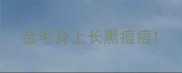 金毛身上长黑痘痘