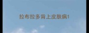 拉布拉多背上皮肤病