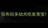 拉布拉多幼犬吃发育宝