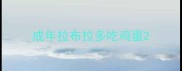 成年拉布拉多吃鸡蛋