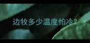 边牧多少温度怕冷