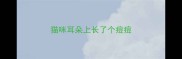 猫咪耳朵上长了个痘痘