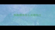 狗狗擦伤怎么处理伤口