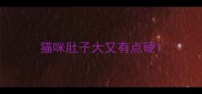 猫咪肚子大又有点硬